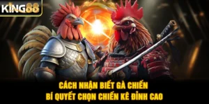Cách Nhận Biết Gà Chiến - Bí Quyết Chọn Chiến Kê Đỉnh Cao