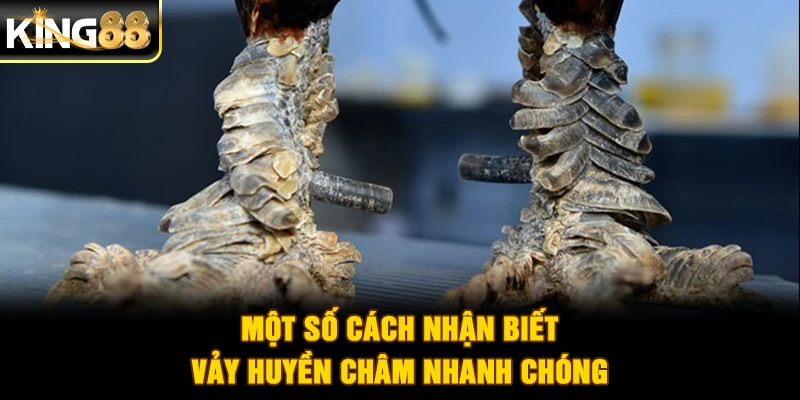 Một số cách nhận biết vảy huyền châm nhanh chóng